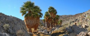 Anza-Borrego Desert State Park, California