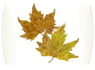 autum leaves